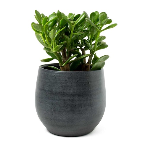 These 15 Houseplants Will Survive Your Cold, Drafty Bedroom Grazia